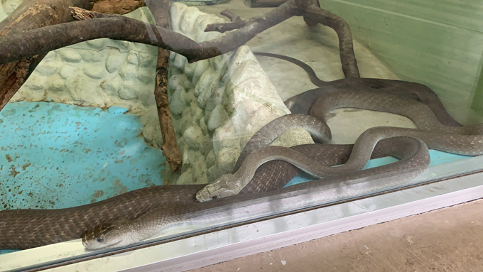 違法で飼育されていた「地上最強の毒蛇」が群馬県に集結！ 爬虫類専門の動物園『ジャパンスネークセンター』に村田らむが潜入！の画像7