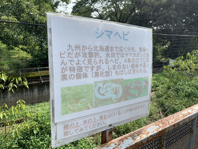 違法で飼育されていた「地上最強の毒蛇」が群馬県に集結！ 爬虫類専門の動物園『ジャパンスネークセンター』に村田らむが潜入！の画像17