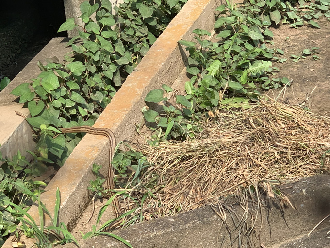 違法で飼育されていた「地上最強の毒蛇」が群馬県に集結！ 爬虫類専門の動物園『ジャパンスネークセンター』に村田らむが潜入！の画像18