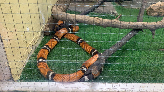 違法で飼育されていた「地上最強の毒蛇」が群馬県に集結！ 爬虫類専門の動物園『ジャパンスネークセンター』に村田らむが潜入！の画像8