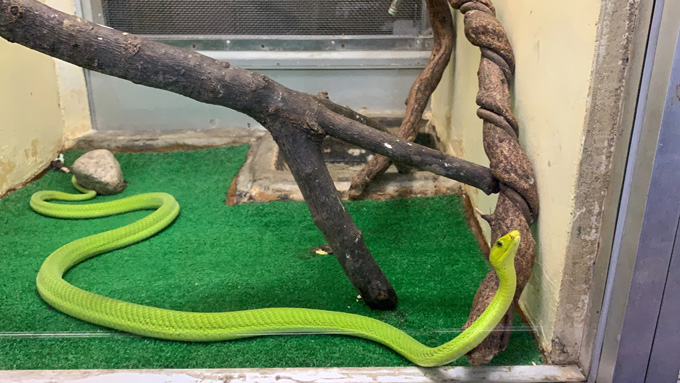 違法で飼育されていた「地上最強の毒蛇」が群馬県に集結！ 爬虫類専門の動物園『ジャパンスネークセンター』に村田らむが潜入！の画像9