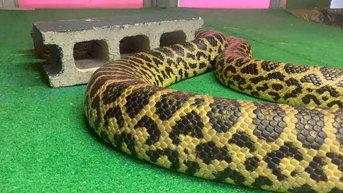 違法で飼育されていた「地上最強の毒蛇」が群馬県に集結！ 爬虫類専門の動物園『ジャパンスネークセンター』に村田らむが潜入！の画像16