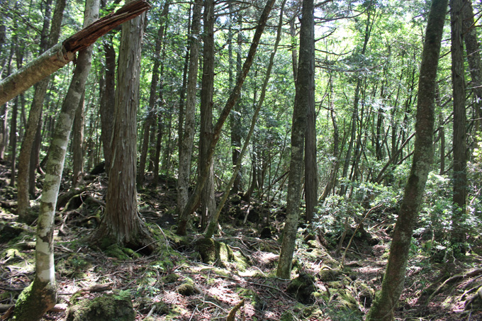 「樹海で人類滅亡を待つ人々」「死体の前で食事」青木ヶ原樹海の達人が最恐の人怖話や遺体エピソードを暴露！の画像11