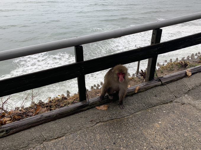 「大量の猿」に囲まれる恐怖を日本で味わえる! 淡路島モンキーセンターに村田らむが潜入…野生の弱肉強食エグすぎ!の画像3