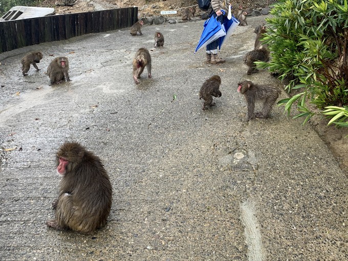 「大量の猿」に囲まれる恐怖を日本で味わえる! 淡路島モンキーセンターに村田らむが潜入…野生の弱肉強食エグすぎ!の画像4