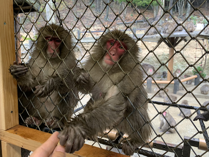 「大量の猿」に囲まれる恐怖を日本で味わえる！ 淡路島モンキーセンターに村田らむが潜入…野生の弱肉強食エグすぎ！の画像11