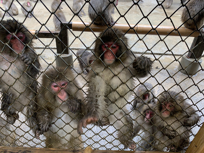 「大量の猿」に囲まれる恐怖を日本で味わえる！ 淡路島モンキーセンターに村田らむが潜入…野生の弱肉強食エグすぎ！の画像12