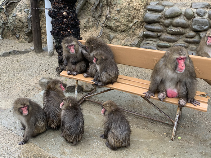 「大量の猿」に囲まれる恐怖を日本で味わえる！ 淡路島モンキーセンターに村田らむが潜入…野生の弱肉強食エグすぎ！の画像6