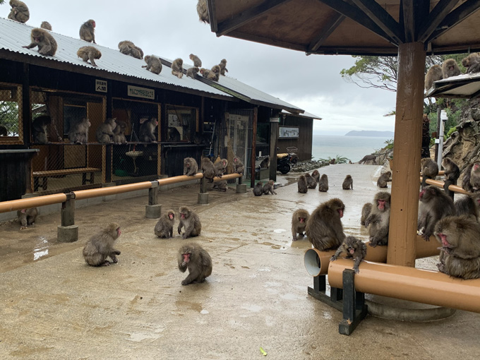 「大量の猿」に囲まれる恐怖を日本で味わえる！ 淡路島モンキーセンターに村田らむが潜入…野生の弱肉強食エグすぎ！の画像10
