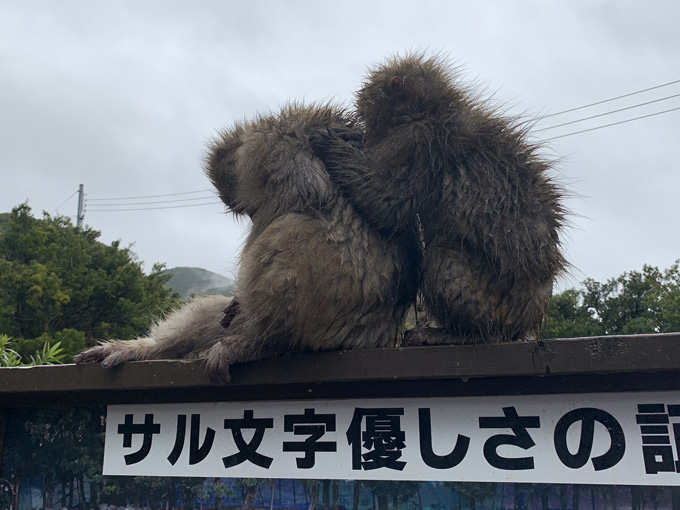「大量の猿」に囲まれる恐怖を日本で味わえる！ 淡路島モンキーセンターに村田らむが潜入…野生の弱肉強食エグすぎ！の画像8