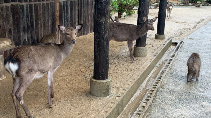「大量の猿」に囲まれる恐怖を日本で味わえる！ 淡路島モンキーセンターに村田らむが潜入…野生の弱肉強食エグすぎ！の画像9