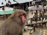 「大量の猿」に囲まれる恐怖を日本で味わえる! 淡路島モンキーセンターに村田らむが潜入…野生の弱肉強食エグすぎ!