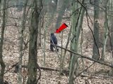 またも超鮮明なビッグフット映像が登場! 近距離撮影に成功、獣の咆哮らしき奇妙な声も!=米