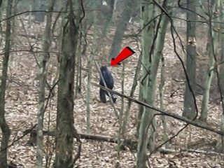 またも超鮮明なビッグフット映像が登場！ 近距離撮影に成功、獣の咆哮らしき奇妙な声も！＝米