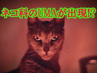 「超超超・巨大猫」がオーストラリアに出現!? ネコ科のUMA「ブルーマウンテンパンサー」の可能性ガチ浮上！