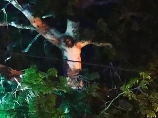 木に「磔イエス・キリスト」が現れる？ヤラセではないと判明、新型コロナでも住民殺到＝コロンビア