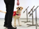 新型コロナ感染者を「ニオイ」で識別へ! 英国が“ウイルス探知犬”を訓練中、1時間で750人を大量検査可能!