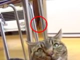 スクープ!? YouTubeの猫動画に「小さいおじさん」がガチで写っていると判明!0:17に“小人が歩く姿”がくっきり!