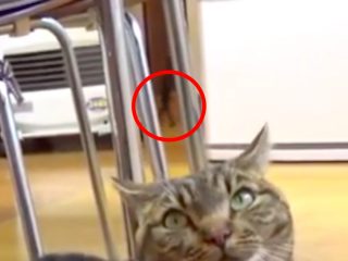 スクープ!? YouTubeの猫動画に「小さいおじさん」がガチで写っていると判明！0:17に“小人が歩く姿”がくっきり！