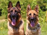 すべての犬は超能力を持っていると判明! 米軍のサイキックドッグも実在…「超心理学の父」ライン博士の“ESP極秘実験”とは?
