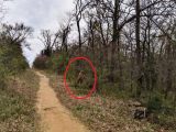 ついにビッグフットが至近距離から激撮される! 米自然公園で報告数十件、新型コロナとの驚くべき関係が判明!
