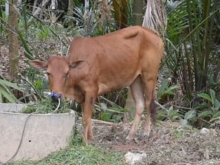 頭を3回撃たれても生還した「不死牛」が発見される！  食用ではなくペットとして飼われることに