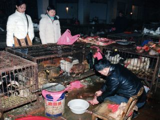 【衝撃写真を入手】すでに中国は「市場でマスクなしで犬をさばく」レベルまで回復！ 新型コロナ再流行の懸念も…!?