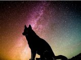 「UFOに乗った犬」と出会った警官のヤバすぎる体験談! 幻覚ビジョン、空白の時間、記憶喪失… 超絶パラノーマル現象!