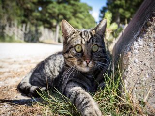 ネコは「自然界最凶の殺戮者」と判明！ 年間30億の野生動物を惨殺、絶滅まで引き起こし…！