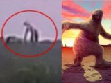 メキシコ山中で「細長い巨人」が激写される! 1万年前に絶滅した全長3mの巨大ナマケモノか?