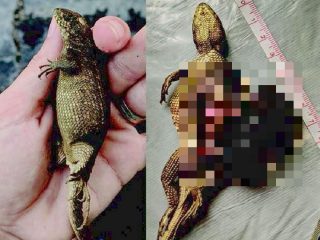 「史上最悪の便秘」になったトカゲの腹の画像がヤバい！ 恐怖の10割ウンコ腹、衝撃の原因と悲しすぎる結末！