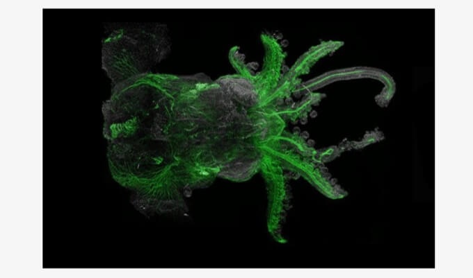 生物を超速で完全に透明化してしまう「DEEP-Clear」技術爆誕！ 透明人間もうすぐ登場か！（最新研究）の画像1