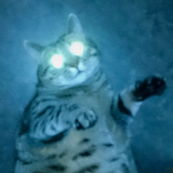 ネコは宇宙人が地球に送った人類監視のためのスパイだったと判明!「あの身のこなしは怪しい」専門家断言の画像1