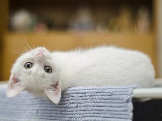 猫を飼っている男性は超絶モテないことが判明！猫との写真は好感度が急激に低下！