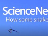 「空飛ぶヘビ」がガチで存在することが発覚! 物理学専門誌で検証…ヘビ型UFOの謎も!?