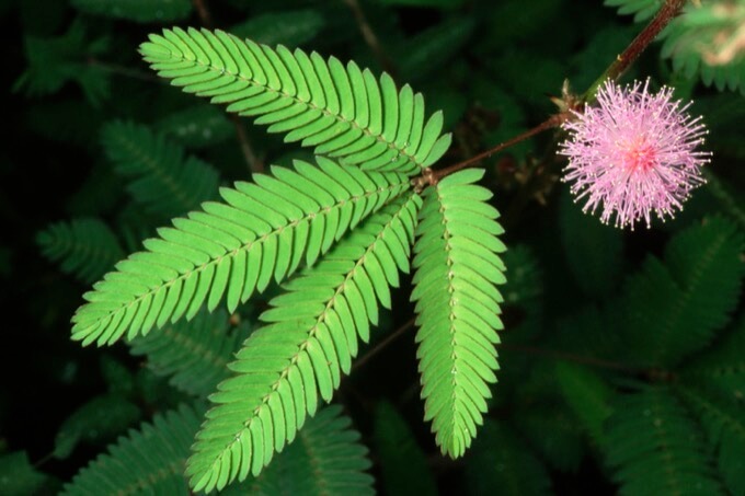 「植物には認知能力がある」最新研究で判明！ 数を数える能力も…人間の言葉に応答しているともうすぐ証明！の画像3