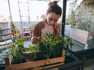 「植物には認知能力がある」最新研究で判明！ 数を数える能力も…人間の言葉に応答しているともうすぐ証明！