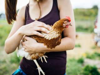 飼いならされた鳥は脳が縮小、恐怖を抱かなくなると判明！ もしも人間に応用したら… ヤバすぎる「家畜化」の実態とは!?（最新研究）