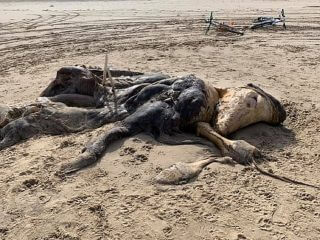 完全に正体不明な“謎の巨大生物の死骸”が海岸に漂着！エイリアンか、マンモスか「あらゆる動物の集合体のよう」衝撃の姿＝英