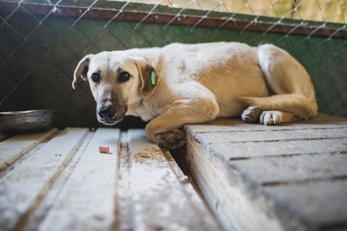 「ペットたちのコロナ禍」無残に遺棄の実態に怒りがこみ上げる！ 売れないとポイ… 動物愛護団体が告発！の画像5