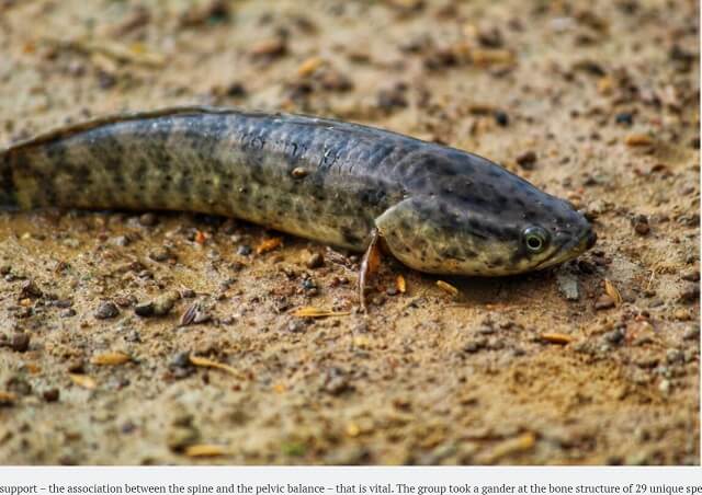 陸上を歩けるかもしれない魚11種！ 歩行能力に関係する骨の構造を科学者が特定の画像2