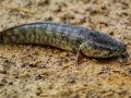 陸上を歩けるかもしれない魚11種！ 歩行能力に関係する骨の構造を科学者が特定