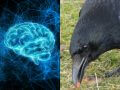 カラスも人間と同じ「心」を持つことが最有力学術誌の論文で判明！ ヒトと動物に違いはない、人間中心主義完全崩壊へ！
