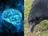 カラスも人間と同じ「心」を持つことが最有力学術誌の論文で判明! ヒトと動物に違いはない、人間中心主義完全崩壊へ!