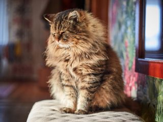 「ゆっくりしたまばたき」で猫とコミュニケーションがとれると大学研究で判明！  猫と絆を深めるのに最適な方法