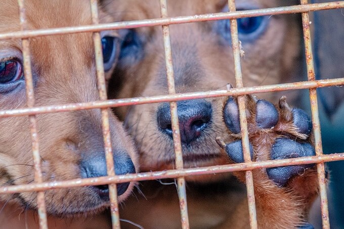 【独占】動物愛護を称した詐欺的募金活動の闇を内部告発者が暴露！ 多額の要求、劣悪な環境、辞めようとしたら… 超ヤバい実態の画像1