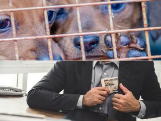 【独占】動物愛護と称した“詐欺的”募金活動の闇を内部告発者が暴露！ 多額の要求、劣悪な環境、辞めようとしたら… 超ヤバい実態