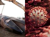 【緊急速報】新種のウイルスが原因?6頭のクジラが次々と仏の海岸に打ち上げられる、人間への感染は?