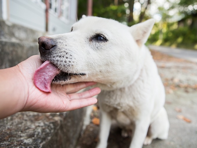 犬に舐められて死んだ男！ 血液が凝固、皮膚が腐敗し… インフルエンザと似た症状が出たらヤバい！の画像3