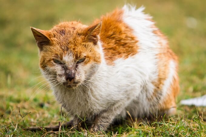 和歌山市の動物愛護クラウドファンディング詐欺疑惑、報道内容を超える「ずさんな実態」判明！ 現地の活動家が暴露の画像3